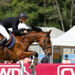 Hunter jumper horses for sale